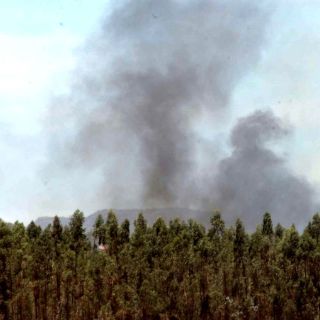 No hubo dolo, pero sí omisión en muerte de puma en Zacoalco