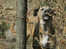 Jalisco continúa sin casos de rabia transmitida a humanos desde 1992. ARCHIVO /