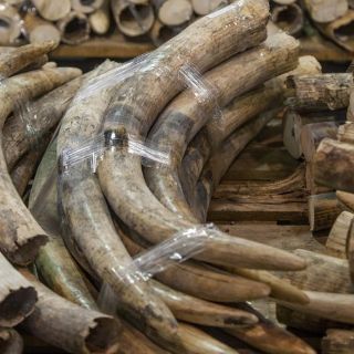 Primeros ocho países presentan planes contra el tráfico ilegal de marfil