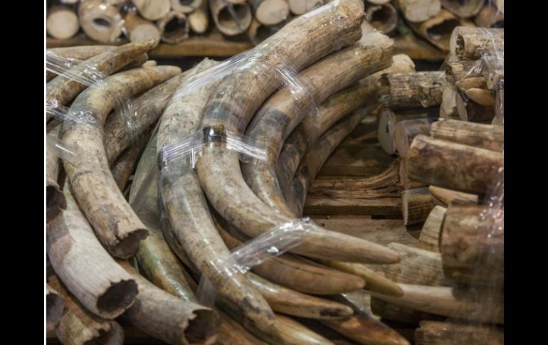 Marfil decomisado espera en un almacén a ser destruido. ARCHIVO /