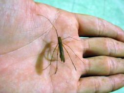 Estas acciones se aplican para prevenir y contener la transmisión del dengue en sitios turísticos como es la zona centro. ARCHIVO /