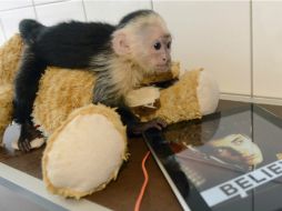 Mally, el mono, fue confiscado por las autoridades alemanas el pasado 28 de marzo. EFE /