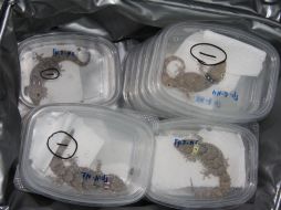 Diversos especímenes serán estudiados después de permanecer un mes en el espacio exterior. ESPECIAL /