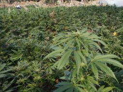 La OEA entregará un estudio para conocer el impacto que tendría la legalización de la mariguana en el país. ARCHIVO /