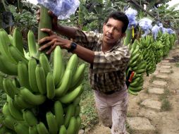 El alza en el precio de las frutas representa un 40 por ciento en el aumento total de la canasta alimentaria rural de México. ARCHIVO /