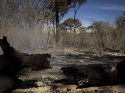 En Zapopan suman alrededor de cinco mil hectáreas de vocación forestal afectadas por los recientes incendios. ARCHIVO /