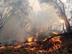 A los paseantes de áreas forestales se les recomienda no encender fogatas ni tirar objetos que puedan propiciar el fuego. ARCHIVO /