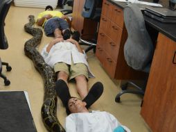 El reptil tenía 5.3 metros de largo. AP /