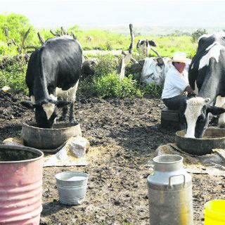 Proponen un plan de reingeniería para el sector lechero