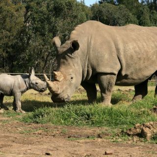 Nace rinoceronte blanco en zoológico de Australia