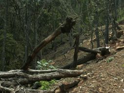 La zona está ubicada en los municipios de Jocotepec, Tlajomulco de Zúñiga, Chapala e Ixtlahuacán de los Membrillos. ARCHIVO /