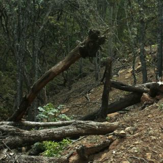 Movimiento Ciudadano aplaude protección de Cerro Viejo