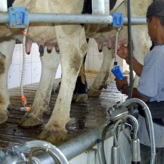 Aprueban incremento a productores de leche del Estado