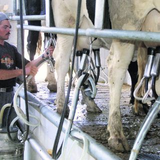 Liconsa pagará 60 centavos más por cada litro de leche