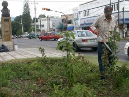 El proyecto arrancará con la plantación de rosas en glorietas, después en avenidas y camellones. ARCHIVO /