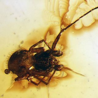 Descubren dos nuevas especies de esquizómidos en Brasil