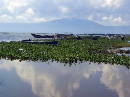 Los investigadores ven como el siguiente paso crear un nanocarroñero que sea capaz de limpiar grandes cantidades de agua. ARCHIVO /