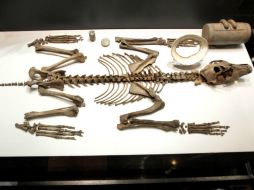 Las piezas fueron encontradas en varias ofrendas enterradas en el Recinto Sagradodurante los gobiernos de Ahuítzotl y Moctezuma II. NTX /