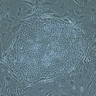 Científico que clonó células madre embrionarias admite errores