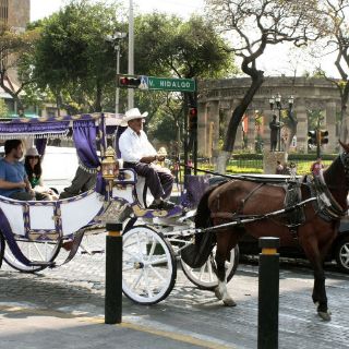 Inconcebible, que Guadalajara prescinda de calandrias: Juan Palomar