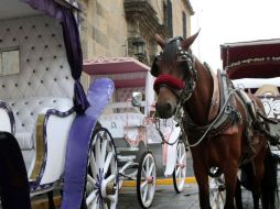 Antes de que los caballos entren al mundo laboral, se ponen a prueba y entrenamiento 15 días.  /