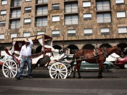 Señalan que los animales tienen un sistema nervioso que padece las horas bajo el sol y las cargas con las que labora.  /