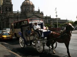 El caballo es parte esencial del negocio de un calandriero, y por ello, no conviene a los trabajadores que sufran maltrato.  /