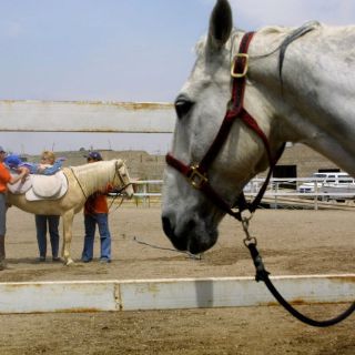 Pacientes con discapacidad mejoran con equinoterapia