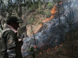 La superficie más afectada, sin embargo, ha sido predominantemente de hojarasca en el suelo en la presente temporada de estiaje. ARCHIVO /