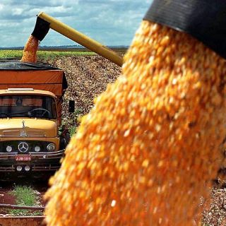 Soja y carne provocan gran pérdida de bosques en Paraguay