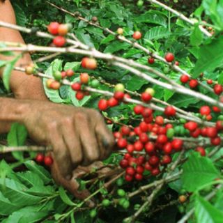 Cafeína, ingrediente secreto para la clonación humana