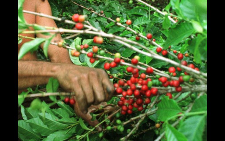 La cafeína fue decisiva para la calidad de los óvulos usados, publicó la revista Nature. ARCHIVO /
