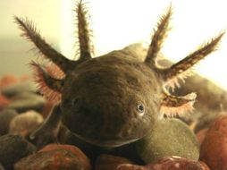 El ajolote es una salamandra con la característica poco habitual de conservar sus rasgos larvales en su vida adulta. ESPECIAL /