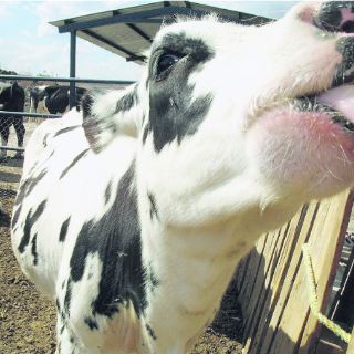 Aceleran para asegurar los recursos extraordinarios