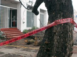 Informan que ya se han retirado 500 árboles riesgosos, pero las labores continúan para derribar al resto. ARCHIVO /