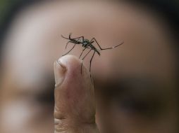 En el cierre del año pasado, Jalisco terminó con 515 casos clásicos de dengue y 63 del tipo hemorrágico. ARCHIVO /