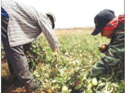 El kilo del producto llegó a costar cerca de 30 pesos. NTX /