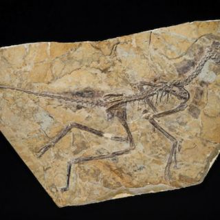 El Aurornis xui replantea el origen de las aves en la tierra