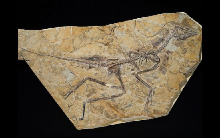 El espécimen se encuentra en un extraordinario estado de conservación en un sedimento arenoso. ESPECIAL /