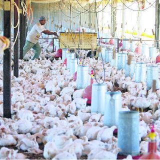 Influenza aviar también afecta las exportaciones