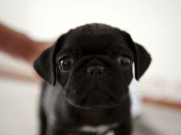 Las asociaciones a favor de los derechos de los animales llevan a cabo actividades para difundir esta información en escuelas. ARCHIVO /