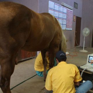 La OIE ratifica a México como libre de peste equina