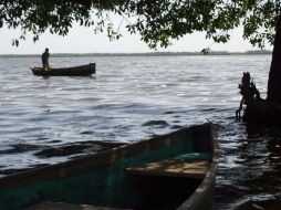 No hay alternativas de mitigación o control de la medusa debido a que los pólipos de la especie son difíciles de detectar. ARCHIVO /
