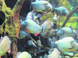 Fauna. En esta foto tomada en un acuario de Colombia, se puede ver la peligrosidad de las pirañas. ESPECIAL /
