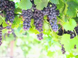 Producción. Poco a poco México se ha convertido en gran productor de vino. ESPECIAL /