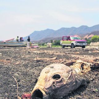 Chapala, mayor baja en 20 años