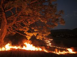 Imagen tomada durante un incendio en el bosque La Primavera. ARCHIVO /