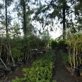 La Conafor Jalisco regala árboles este miércoles