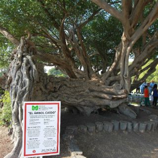 Declaran al ''Árbol Caído'' símbolo del Parque Metropolitano