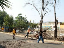 Subrayan que la CFE tiene la disposición para mejorar sus procesos de poda. ARCHIVO /